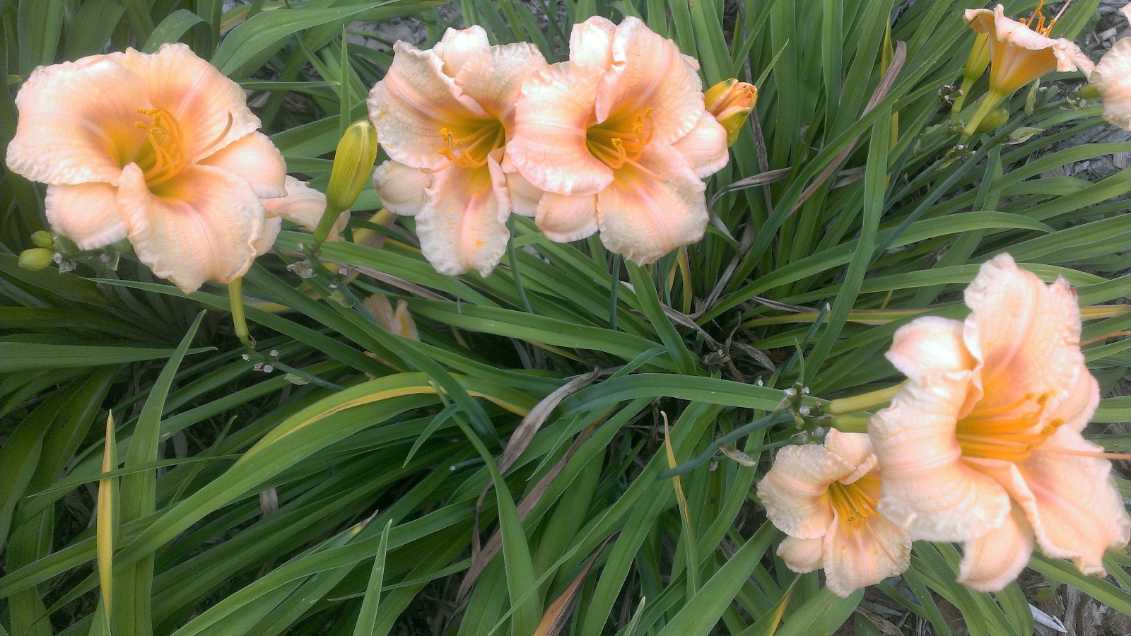 Daylily